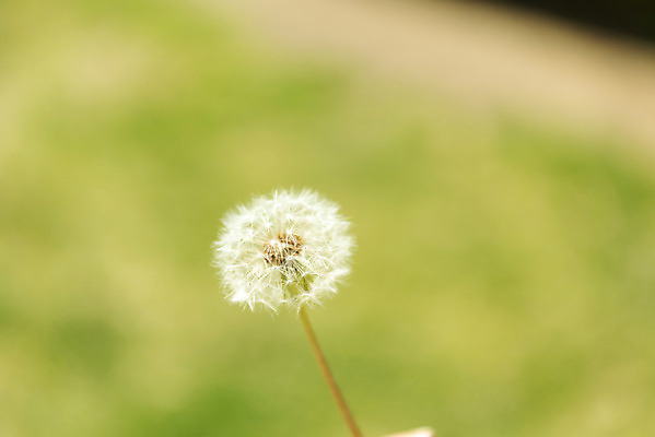 포토 JPG 주간 사람없음 야외 아웃포커스 봄풍경 봄 민들레 민들레홀씨 선유도공원 국내포토 자연요소 계절 공원 꽃 서울 촬영기법 풍경 파일형식