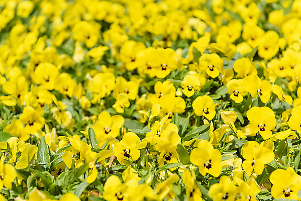 포토 JPG 주간 꽃 잎 사람없음 야외 아웃포커스 봄풍경 봄 팬지 선유도공원 국내포토 자연요소 식물 계절 공원 서울 촬영기법 풍경 파일형식