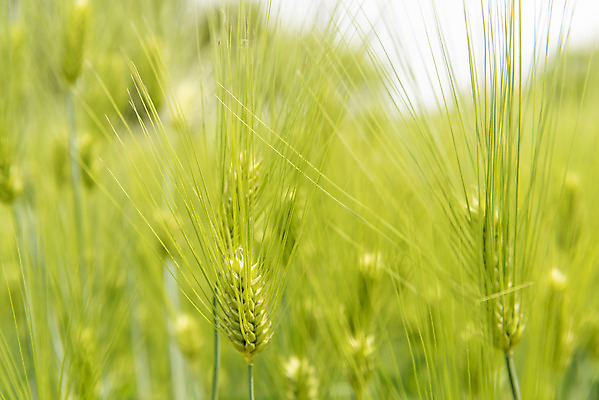 포토 JPG 주간 근접촬영 사람없음 야외 아웃포커스 봄풍경 봄 선유도공원 청보리 청보리밭 국내포토 자연요소 계절 공원 뷰포인트 밭 서울 촬영기법 풍경 보리 파일형식