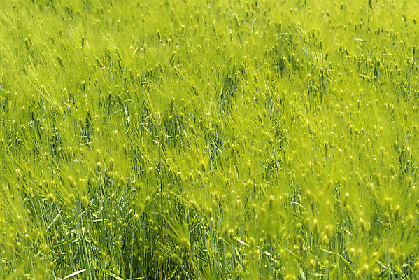 포토 JPG 주간 사람없음 야외 봄풍경 봄 선유도공원 청보리 청보리밭 국내포토 자연요소 계절 공원 밭 서울 풍경 보리 파일형식