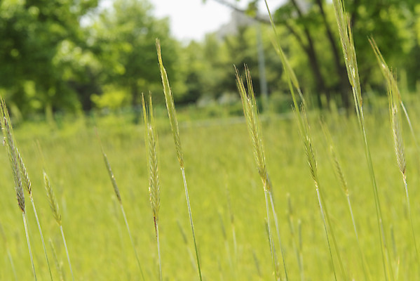 포토 JPG 주간 사람없음 야외 아웃포커스 봄풍경 봄 강아지풀 선유도공원 국내포토 자연요소 식물 계절 공원 서울 촬영기법 풍경 한해살이풀 파일형식