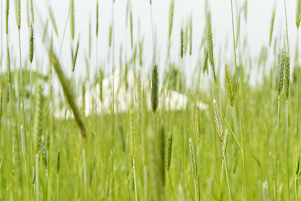 포토 JPG 주간 근접촬영 사람없음 야외 아웃포커스 봄풍경 봄 소프트포커스 강아지풀 선유도공원 국내포토 자연요소 식물 계절 공원 뷰포인트 서울 촬영기법 풍경 한해살이풀 파일형식