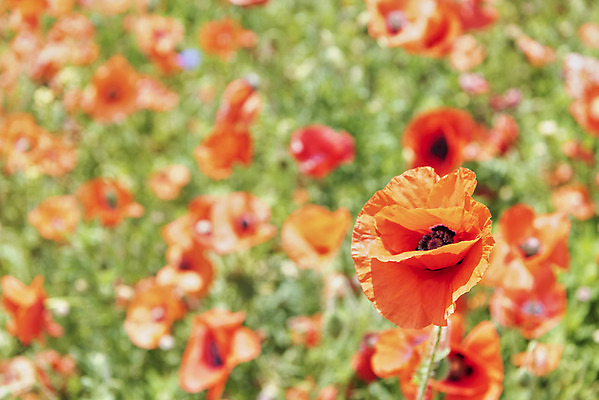 포토 JPG 주간 꽃밭 사람없음 야외 아웃포커스 봄풍경 봄 양귀비 선유도공원 국내포토 자연요소 계절 공원 꽃 서울 촬영기법 풍경 파일형식