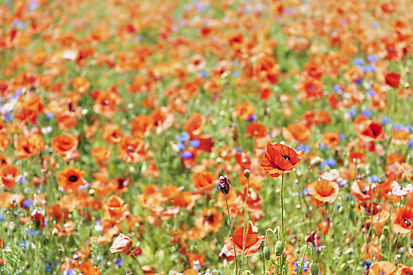 포토 JPG 주간 꽃밭 사람없음 야외 아웃포커스 봄풍경 봄 양귀비 선유도공원 국내포토 자연요소 계절 공원 꽃 서울 촬영기법 풍경 파일형식