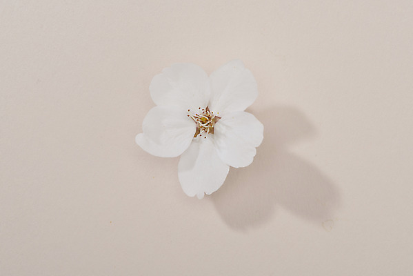 포토 JPG 스튜디오촬영 한송이 실내 사람없음 하이앵글 봄 벚꽃 분홍색배경 국내포토 1 계절 꽃 뷰포인트 분홍색 백그라운드 내부 송이 파일형식