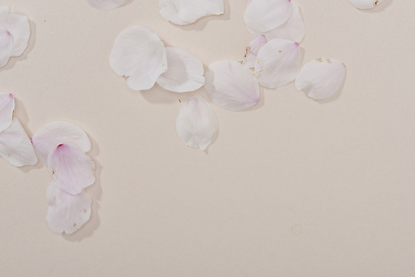 포토 JPG 스튜디오촬영 꽃잎 실내 사람없음 하이앵글 봄 벚꽃 낙화 카피스페이스 분홍색배경 국내포토 계절 꽃 뷰포인트 분홍색 백그라운드 내부 공백 파일형식