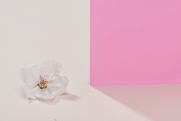 포토 JPG 스튜디오촬영 한송이 프레임 실내 사람없음 사각형 봄 벚꽃 베이지색배경 카피스페이스 국내포토 도형 1 계절 꽃 백그라운드 내부 공백 송이 베이지색 파일형식