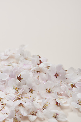 포토 JPG 스튜디오촬영 실내 사람없음 봄 벚꽃 베이지색배경 카피스페이스 국내포토 계절 꽃 백그라운드 내부 공백 베이지색 파일형식