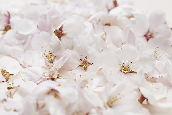 포토 JPG 스튜디오촬영 실내 근접촬영 사람없음 봄 벚꽃 가득함 국내포토 계절 꽃 뷰포인트 내부 파일형식