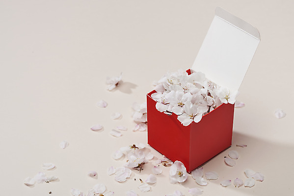 포토 JPG 스튜디오촬영 꽃잎 실내 사람없음 상자 봄 벚꽃 담기 베이지색배경 국내포토 계절 꽃 백그라운드 모션 내부 베이지색 파일형식