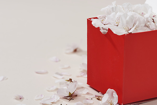 포토 JPG 스튜디오촬영 꽃잎 실내 사람없음 상자 봄 벚꽃 담기 베이지색배경 국내포토 계절 꽃 백그라운드 모션 내부 베이지색 파일형식