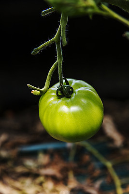 포토 JPG 주간 토마토 사람없음 야외 아웃포커스 농작물 특산물 강원도 춘천 과채 국내포토 자연요소 농업 채소 과일 한국 촬영기법 파일형식