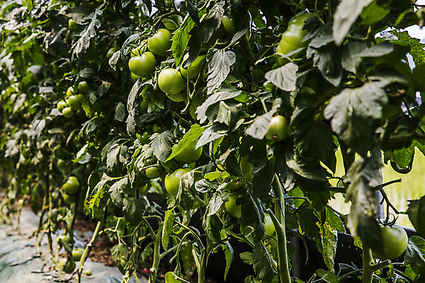 포토 JPG 주간 잎 밭 토마토 사람없음 야외 농작물 특산물 강원도 춘천 과채 토마토밭 국내포토 자연요소 식물 농업 채소 과일 한국 파일형식