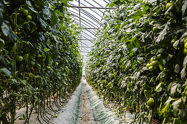 포토 JPG 주간 밭 토마토 실내 사람없음 농작물 특산물 강원도 비닐하우스 춘천 과채 토마토밭 국내포토 자연요소 농업 채소 과일 한국 내부 파일형식