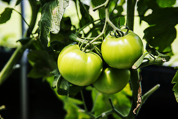 포토 JPG 주간 토마토 사람없음 야외 아웃포커스 농작물 특산물 강원도 춘천 과채 국내포토 자연요소 농업 채소 과일 한국 촬영기법 파일형식