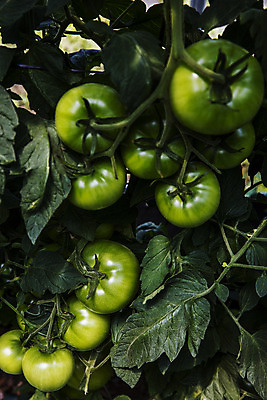 포토 JPG 주간 잎 토마토 사람없음 야외 농작물 특산물 강원도 춘천 과채 국내포토 자연요소 식물 농업 채소 과일 한국 파일형식