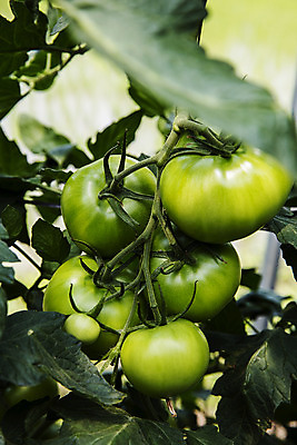 포토 JPG 주간 토마토 사람없음 야외 농작물 소프트포커스 특산물 강원도 춘천 과채 국내포토 자연요소 농업 채소 과일 한국 촬영기법 파일형식