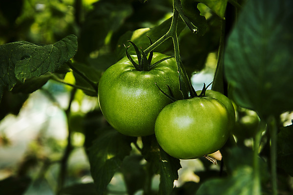 포토 JPG 주간 토마토 근접촬영 사람없음 야외 아웃포커스 농작물 특산물 강원도 춘천 과채 국내포토 자연요소 뷰포인트 농업 채소 과일 한국 촬영기법 파일형식