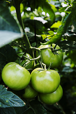 포토 JPG 주간 토마토 사람없음 야외 아웃포커스 농작물 특산물 강원도 춘천 과채 국내포토 자연요소 농업 채소 과일 한국 촬영기법 파일형식