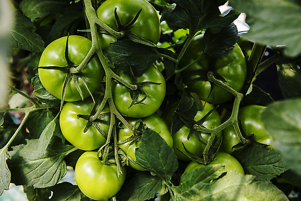 포토 JPG 주간 토마토 사람없음 야외 농작물 특산물 강원도 춘천 과채 국내포토 자연요소 농업 채소 과일 한국 파일형식