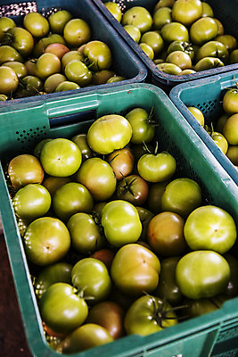 포토 JPG 주간 토마토 사람없음 야외 농작물 바구니 담기 특산물 강원도 춘천 과채 국내포토 자연요소 농업 채소 과일 모션 한국 파일형식