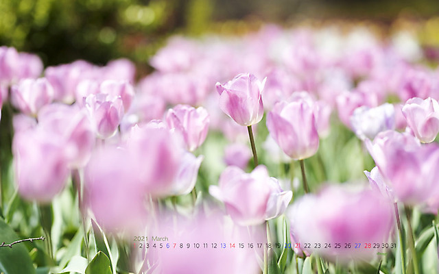 JPG 월페이퍼 바탕화면 3월 날짜 파일형식