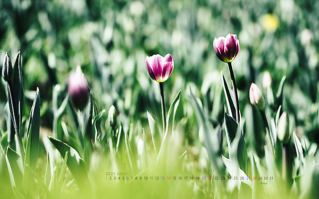JPG 월페이퍼 바탕화면 3월 날짜 파일형식