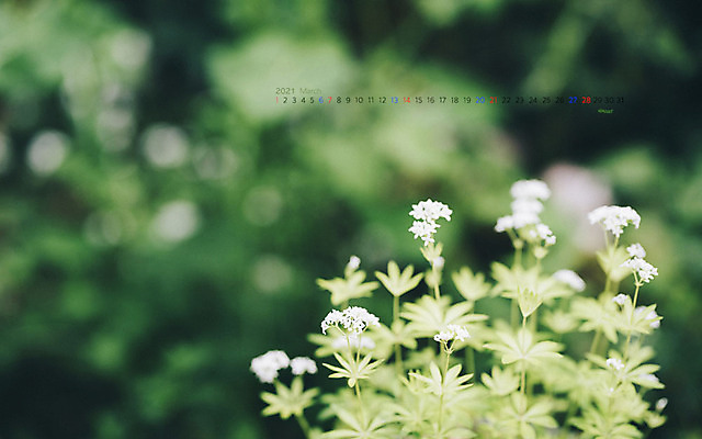 JPG 월페이퍼 바탕화면 3월 날짜 파일형식