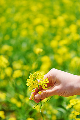 포토 JPG 주간 손 자연 야외 아웃포커스 신체부위 봄 잡기 유채 유채밭 화성시 대부도 국내포토 자연요소 계절 꽃 섬 밭 모션 촬영기법 사람 생태계 경기도 파일형식