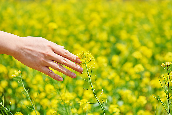 포토 JPG 주간 손 자연 야외 아웃포커스 신체부위 봄 유채 유채밭 화성시 대부도 국내포토 자연요소 계절 꽃 섬 밭 촬영기법 사람 생태계 경기도 파일형식