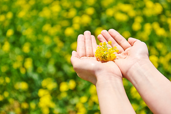포토 JPG 주간 손 자연 들기 야외 아웃포커스 신체부위 봄 유채 손모으기 유채밭 화성시 대부도 국내포토 자연요소 계절 꽃 섬 밭 모션 촬영기법 사람 손짓 생태계 경기도 파일형식