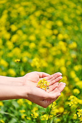 포토 JPG 주간 손 자연 들기 야외 아웃포커스 신체부위 봄 유채 손모으기 유채밭 화성시 대부도 국내포토 자연요소 계절 꽃 섬 밭 모션 촬영기법 사람 손짓 생태계 경기도 파일형식