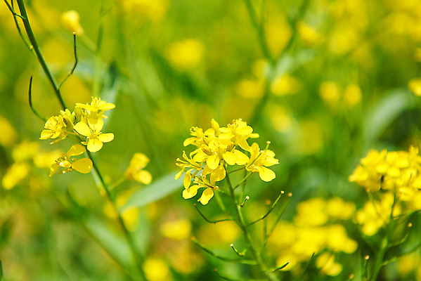 포토 JPG 주간 자연 근접촬영 사람없음 야외 아웃포커스 봄 유채 유채밭 화성시 대부도 국내포토 자연요소 계절 꽃 뷰포인트 섬 밭 촬영기법 생태계 경기도 파일형식