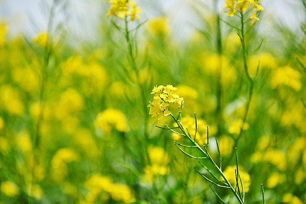 포토 JPG 주간 자연 사람없음 야외 아웃포커스 봄 유채 유채밭 화성시 대부도 국내포토 자연요소 계절 꽃 섬 밭 촬영기법 생태계 경기도 파일형식