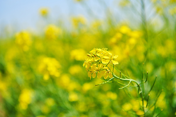 포토 JPG 주간 자연 사람없음 야외 아웃포커스 봄 유채 유채밭 화성시 대부도 국내포토 자연요소 계절 꽃 섬 밭 촬영기법 생태계 경기도 파일형식