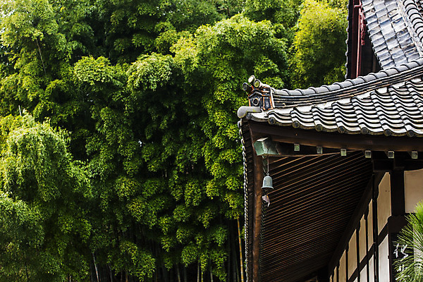 포토 JPG 주간 사람없음 야외 사찰 전라북도 대나무 기와지붕 군산 지붕처마 풍경종 국내포토 자연요소 나무 종교건축 지붕 기와 종 전라도 처마 파일형식