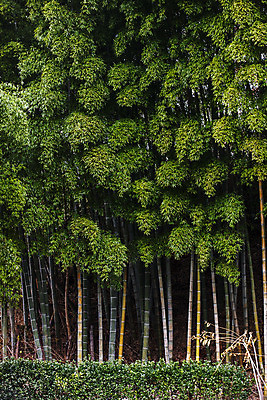포토 JPG 주간 사람없음 야외 전라북도 대나무 군산 국내포토 자연요소 나무 전라도 파일형식
