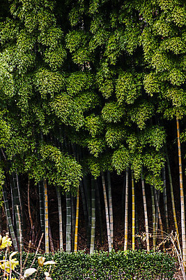 포토 JPG 주간 사람없음 야외 전라북도 대나무 군산 국내포토 자연요소 나무 전라도 파일형식