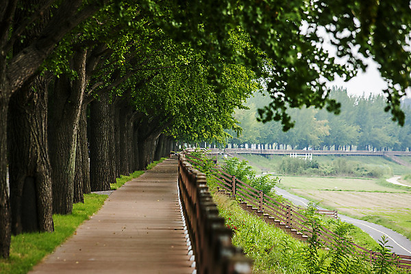 포토 JPG 주간 나무 길 사람없음 야외 아웃포커스 충청남도 석상 현충사 아산 국내포토 자연요소 식물 촬영기법 충청도 파일형식