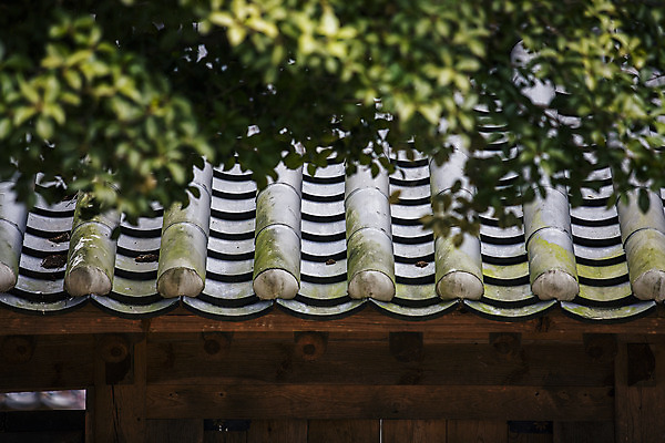 포토 JPG 주간 나무 사람없음 야외 전라남도 기와지붕 선암사 순천 국내포토 자연요소 식물 지붕 기와 사찰 전라도 파일형식