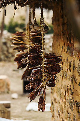 포토 JPG 주간 매달리기 사람없음 야외 아웃포커스 전라남도 깨 선암사 순천 국내포토 자연요소 식재료 모션 촬영기법 사찰 조미료 전라도 파일형식