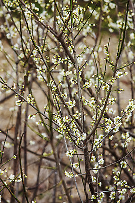 포토 JPG 주간 사람없음 야외 아웃포커스 봄 나뭇가지 전라남도 매화 순천 국내포토 자연요소 나무 계절 꽃 촬영기법 전라도 파일형식