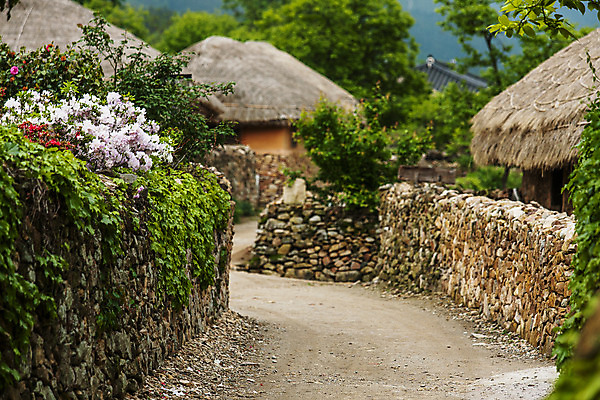 포토 JPG 주간 꽃 길 돌담 초가집 사람없음 야외 마을 전라남도 낙안읍성 순천 국내포토 자연요소 식물 한옥 담장 돌_바위 전라도 파일형식