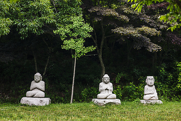 포토 JPG 주간 나무 불교 사람없음 야외 전라남도 불상 운주사 화순 국내포토 자연요소 식물 종교 사찰 전라도 파일형식