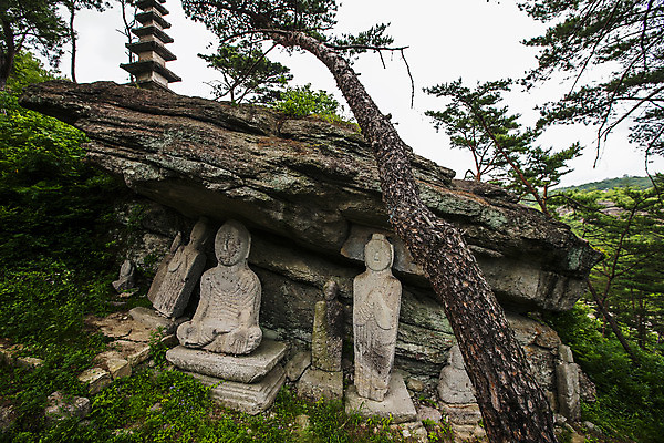 포토 JPG 주간 불교 사람없음 야외 바위 소나무 전라남도 불상 운주사 화순 국내포토 자연요소 나무 종교 돌_바위 사찰 전라도 파일형식