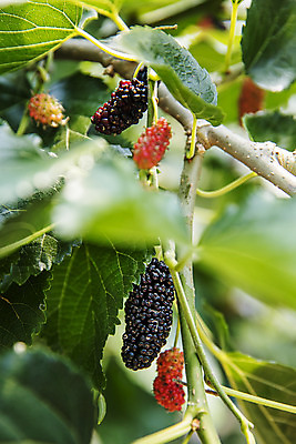 포토 JPG 주간 나뭇잎 사람없음 야외 나뭇가지 소프트포커스 전라북도 특산물 부안 오디 국내포토 자연요소 나무 열매 잎 촬영기법 전라도 파일형식