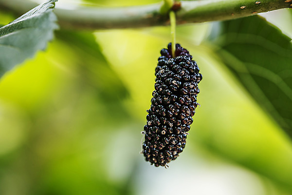 포토 JPG 주간 나뭇잎 근접촬영 사람없음 야외 아웃포커스 나뭇가지 전라북도 특산물 부안 오디 국내포토 자연요소 나무 열매 뷰포인트 잎 촬영기법 전라도 파일형식