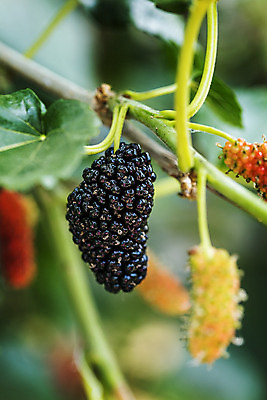 포토 JPG 주간 나뭇잎 근접촬영 사람없음 야외 아웃포커스 나뭇가지 전라북도 특산물 부안 오디 국내포토 자연요소 나무 열매 뷰포인트 잎 촬영기법 전라도 파일형식