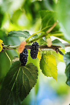 포토 JPG 주간 나뭇잎 사람없음 야외 아웃포커스 나뭇가지 소프트포커스 전라북도 특산물 부안 오디 국내포토 자연요소 나무 열매 잎 촬영기법 전라도 파일형식