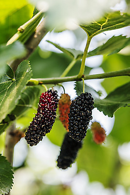 포토 JPG 주간 나뭇잎 근접촬영 사람없음 야외 아웃포커스 나뭇가지 소프트포커스 전라북도 특산물 부안 오디 국내포토 자연요소 나무 열매 뷰포인트 잎 촬영기법 전라도 파일형식